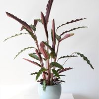 A potted plant with long, wavy green leaves and purple undersides in a light blue pot on a white surface.