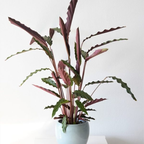 A potted plant with long, wavy green leaves and purple undersides in a light blue pot on a white surface.