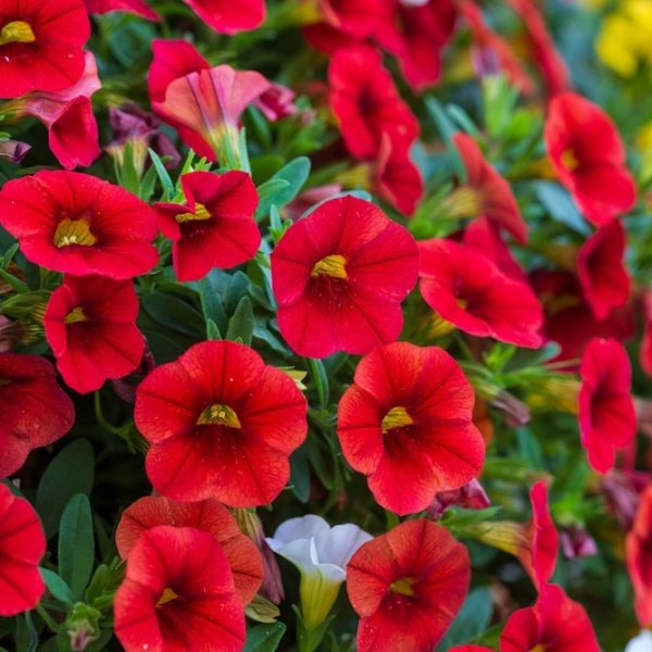 A close-up showcases Calibrachoa Calipetite® 'Red' in a 6" pot with vibrant red blossoms and lush green leaves, accented by a few white flowers in the background.