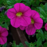 Close-up of vibrant magenta flowers with yellow centers, set against a lush background of Calibrachoa Calipetite® 'Red' in a 6" pot and rich green foliage.