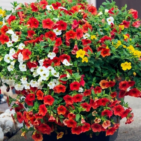 A 10" Calibrachoa 'Mix Harmony' hanging basket bursting with vibrant red, white, and yellow blooms.