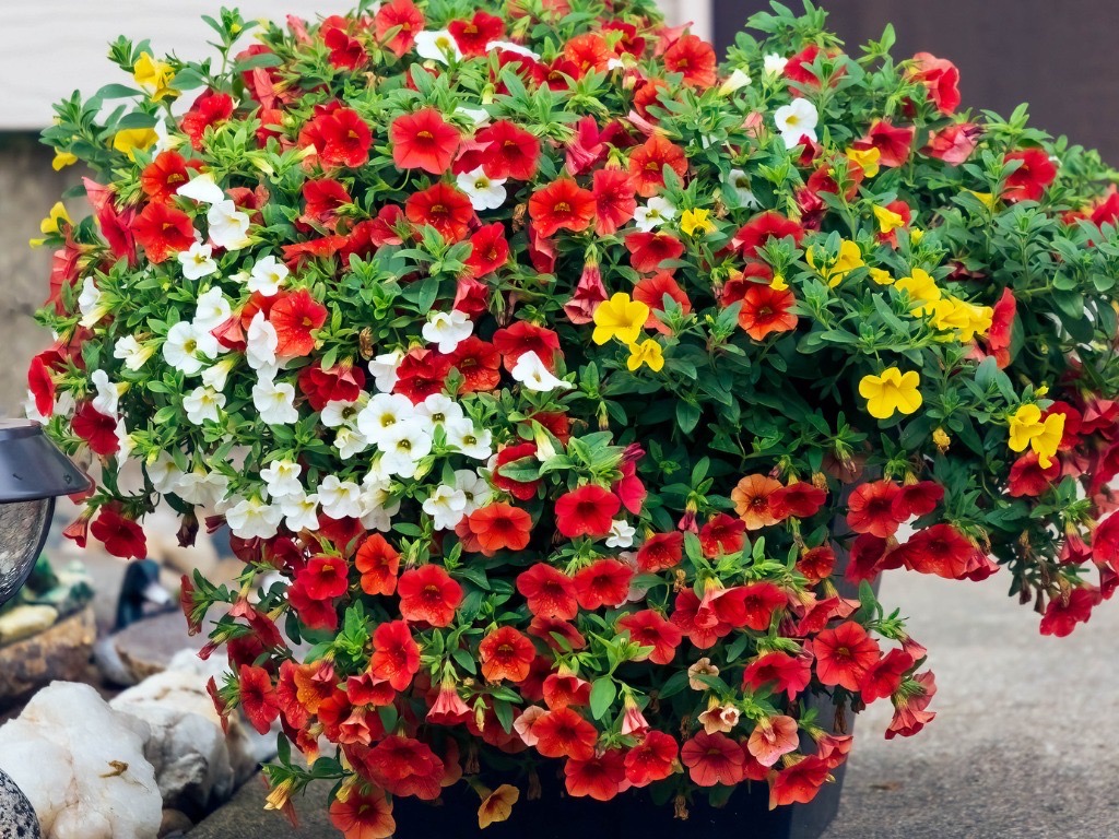 A 10" Calibrachoa 'Mix Harmony' hanging basket bursting with vibrant red, white, and yellow blooms.