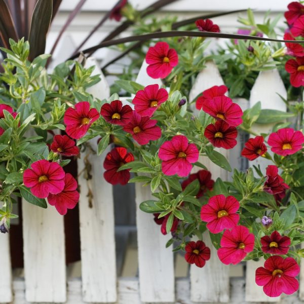 A white picket fence adorned with lush green leaves and vibrant red flowers from a Calibrachoa Superbells® 'Pomegranate Punch' in a charming 6" pot.