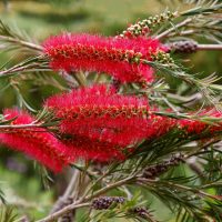 Close-up of vibrant red bottlebrush flowers with thin green leaves in a natural setting.