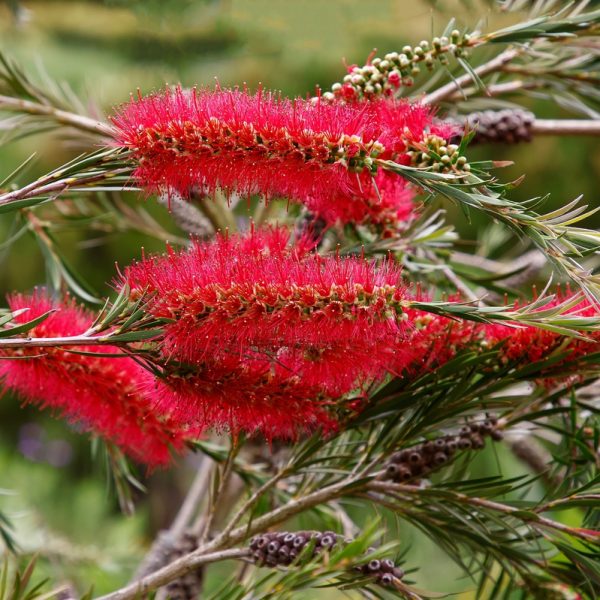 Close-up of vibrant red bottlebrush flowers with thin green leaves in a natural setting.