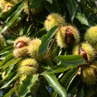 Shiny brown nuts encased in spiky green burrs dangle from the branches of the Castanea 'Sweet' Chestnut, complemented by long, serrated green leaves.