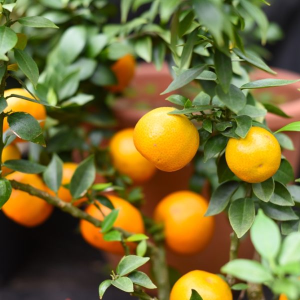 Lush green branches of the Citrus 'Bergamot' Orange in a 7" pot display clusters of vibrant, ripe oranges against a softly blurred backdrop.
