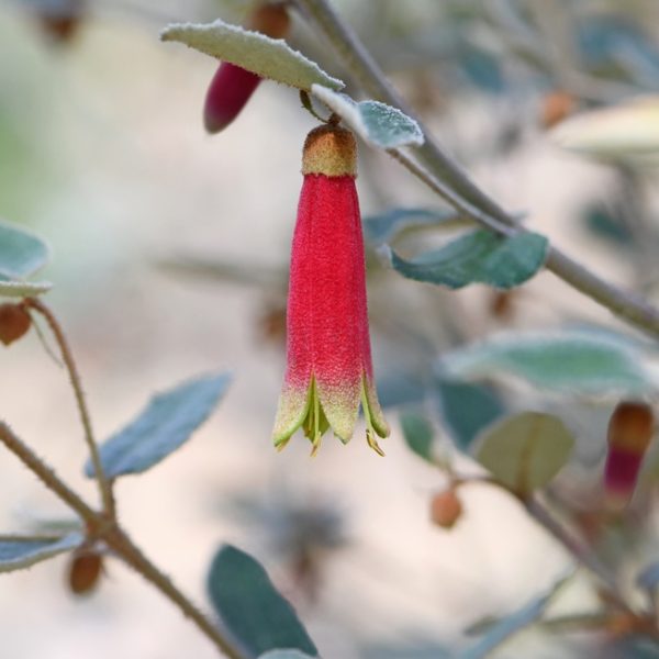 A solitary flower from the Correa glabra 'Rock Correa' variety, featuring red and yellow bell-shaped petals, hangs elegantly from a small branch adorned with green leaves.