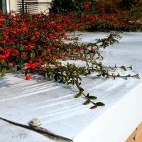 Red berries and green foliage overhang a white metal rooftop, with a stone wall edge visible.