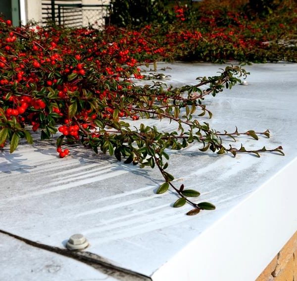 Red berries and green foliage overhang a white metal rooftop, with a stone wall edge visible.