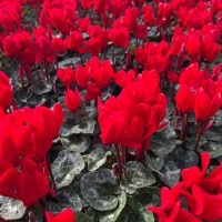 A vibrant display of red and Cyclamen 'Cream White' flowers with dark green foliage filling the frame.