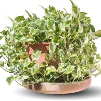 An Epipremnum 'Devil's Ivy' N'Joy 10" hanging basket, paired with Cebu Blue Pothos, features green and white leaves in a terracotta pot on a shallow dish.