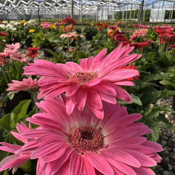 Close-up of pink Gerbera jamesonii Joybera 6" Bowl daisies in a greenhouse, with colorful Joybera blooms visible in the background beneath the glass roof.