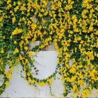 A wall covered in cascading yellow flowers and green foliage.
