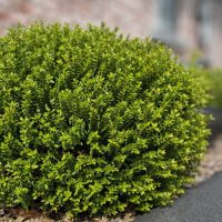 hebe emerald green in a garden bed