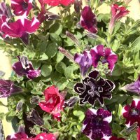 A vibrant assortment of pink, purple, and red petunias with some blooms featuring white speckles and edges, set against lush green leaves.
