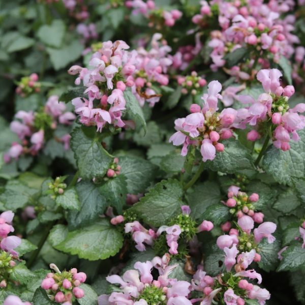 Lamium 'Pink Nancy' 15cm Pot features clusters of small, light pink flowers and green, serrated leaves that form dense groundcover.