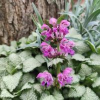 The Lamium 'Ghost' 6" Pot features clusters of purple flowers and green leaves, growing in front of a tree trunk and surrounded by dense, textured foliage.