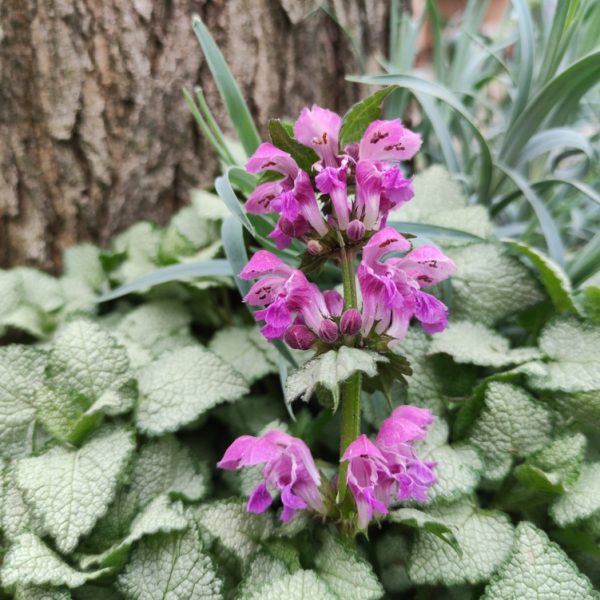 The Lamium 'Ghost' 6" Pot features clusters of purple flowers and green leaves, growing in front of a tree trunk and surrounded by dense, textured foliage.
