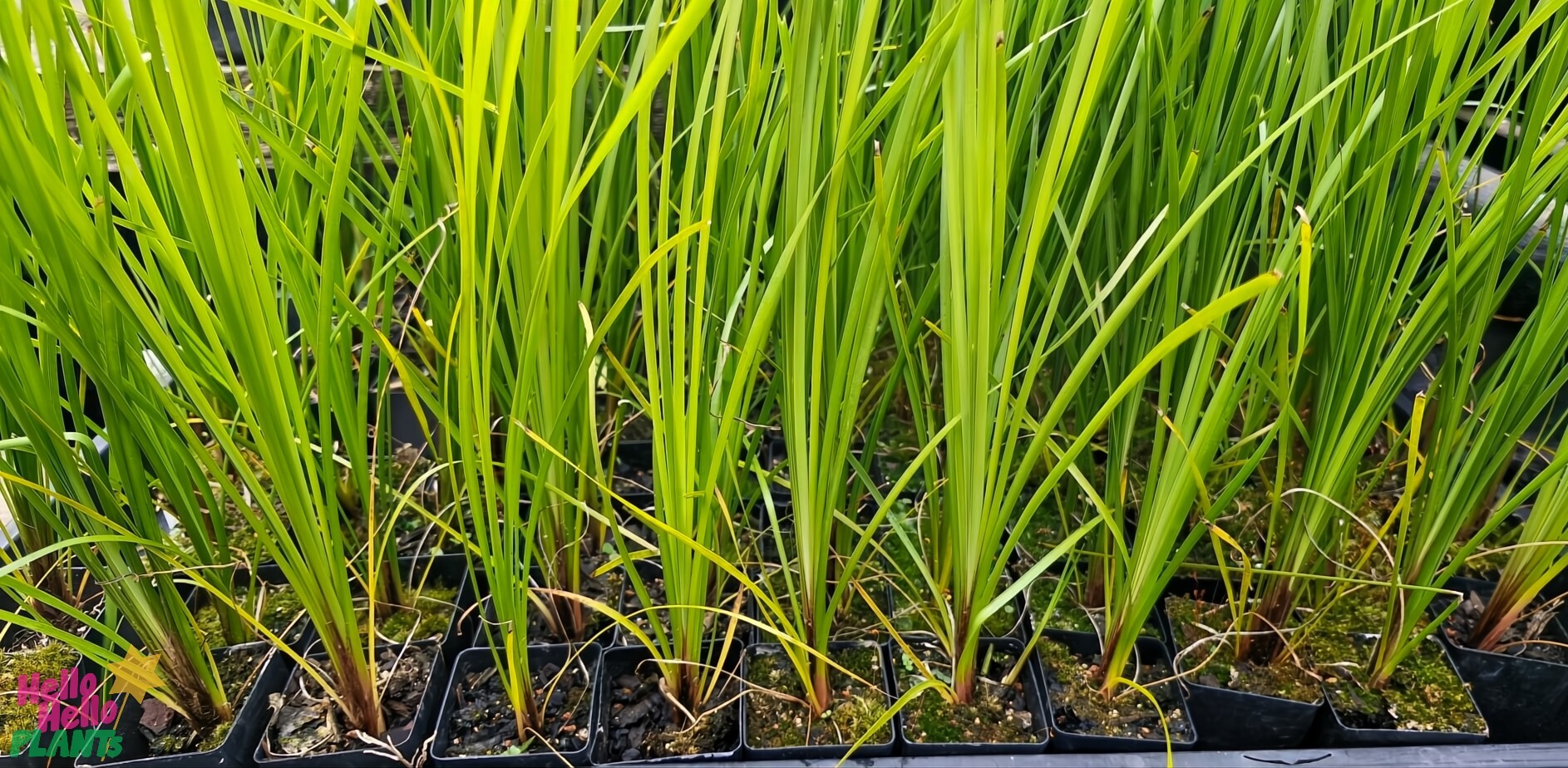 Rows of tall Lomandra 'Tanika®' plants stand proudly in black trays filled with rich soil.