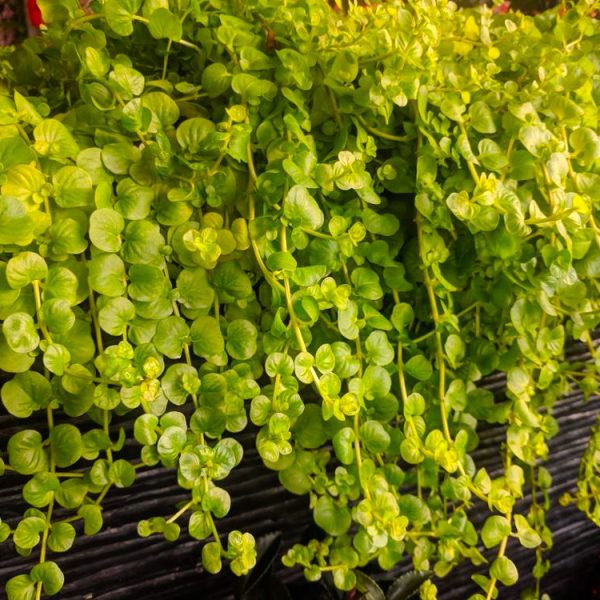 Close-up of vibrant green, cascading leaves of a creeping plant growing over a dark wooden surface.