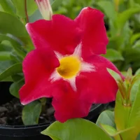 A close-up view of a vibrant red Mandevilla 'Aloha Royal Red Romance' flower, with a striking yellow center and lush green leaves, flourishing beautifully in its 6" pot.