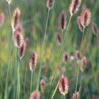 A close-up of Pennisetum 'Red Buttons' in a 3" pot highlights its tall grass with pinkish, fuzzy seed heads against a blurred green backdrop.