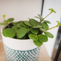 A Peperomia 'Hope' 5" in a hanging basket with round green leaves is displayed on a wooden surface, symbolizing hope with its vibrant presence.