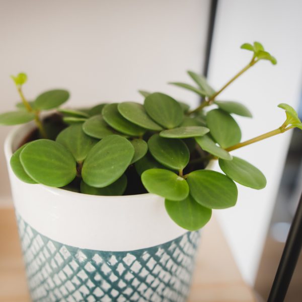 A Peperomia 'Hope' 5" in a hanging basket with round green leaves is displayed on a wooden surface, symbolizing hope with its vibrant presence.