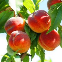 Four ripe peaches from a Prunus 'Crimson Rocket™' Columnar Peach (Dwarf) tree hang gracefully among green leaves, set against a clear blue sky.