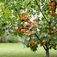 A Prunus 'Mariposa/Moorpark' Plum/Apricot (Double Graft) tree in a 12" pot, adorned with lush green leaves and abundant ripe, orange apricots, thrives in a grassy area.