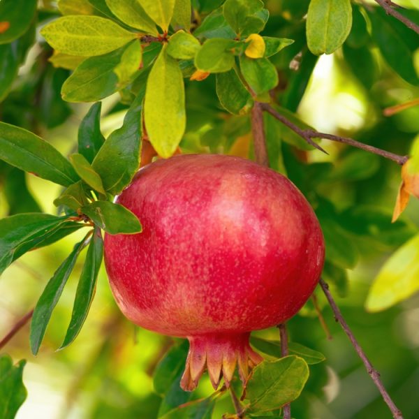 A ripe Punica 'Angel Gold' Pomegranate, housed in a 7" pot, hangs on a branch surrounded by verdant leaves.