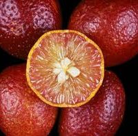 A halved blood orange is surrounded by four whole blood oranges, along with a vibrant Citrus 'Red Centre' Finger Lime 7" Pot, against a black background.