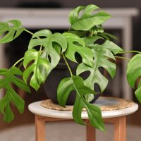 A green Monstera plant with split leaves sits in a dark pot on a small round table.