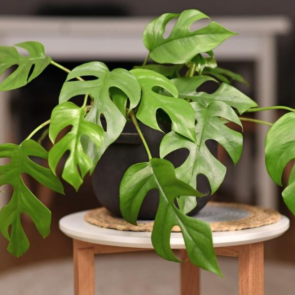 A green Monstera plant with split leaves sits in a dark pot on a small round table.