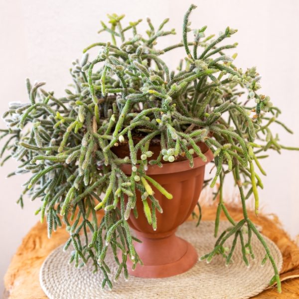 A lush, green Rhipsalis 'Brazillian' Jungle Cactus in a 5" hanging basket, featuring thin, succulent stems that spill over the sides.