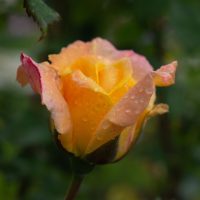 Close-up of an 'A Blooming Miracle' rosebud, yellow with pink edges, adorned in water droplets against a blurred green background.