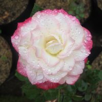 Close-up of a Rose 'Amnesty International' Bush Form with white and pink petals adorned by water droplets, set against a background of soil and greenery.