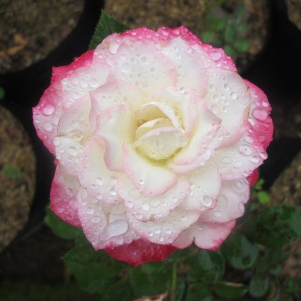 Close-up of a Rose 'Amnesty International' Bush Form with white and pink petals adorned by water droplets, set against a background of soil and greenery.