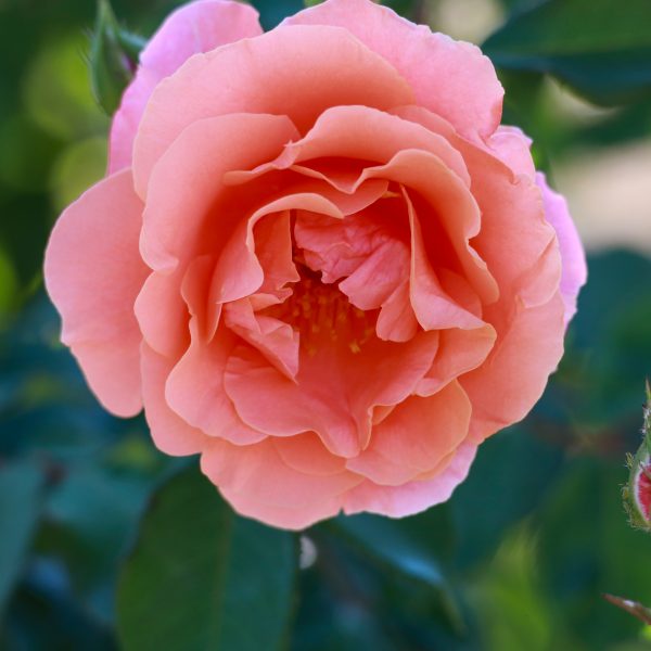 Close-up of a Rose 'Ali Baba' Climber in full bloom, its peach-colored petals surrounded by lush green leaves.