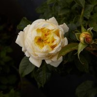 A "A Blooming Miracle" rose, with its pale yellow petals in full bloom, stands out against the dark leafy background.