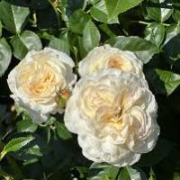A trio of 'A Blooming Miracle' rose blooms, featuring pristine white petals and light yellow centers, are beautifully encircled by verdant green leaves.