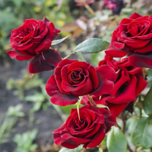 A cluster of vibrant 'A Blooming Miracle' rose bushes blooms in a garden setting, their striking red petals contrasting against lush green leaves in the background.