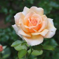 A 'A Blooming Miracle' rose in full bloom, its peach-colored petals striking against a backdrop of lush green leaves.