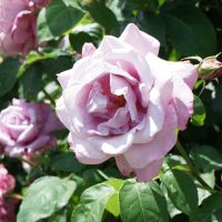 Close-up of a blooming light purple rose, belonging to the Rose 'Blue Emotion' Bush Form, surrounded by lush green leaves.