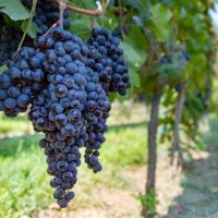 Close-up of ripe, dark purple grapes hanging from a vine in a vineyard.