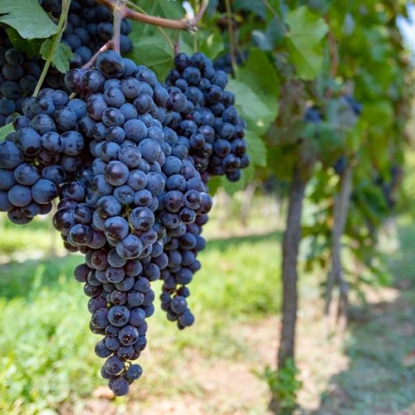 Close-up of ripe, dark purple grapes hanging from a vine in a vineyard.