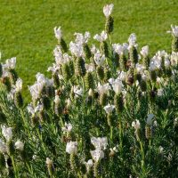 A cluster of white lavender flowers in bloom stands against a backdrop of green grass.