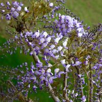 Purple and white wisteria flowers on vines against a green background.