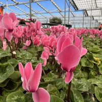 A greenhouse filled with blooming pink cyclamen and vibrant Gerbera jamesonii Joybera 6" Bowl plants basking under a glass roof.